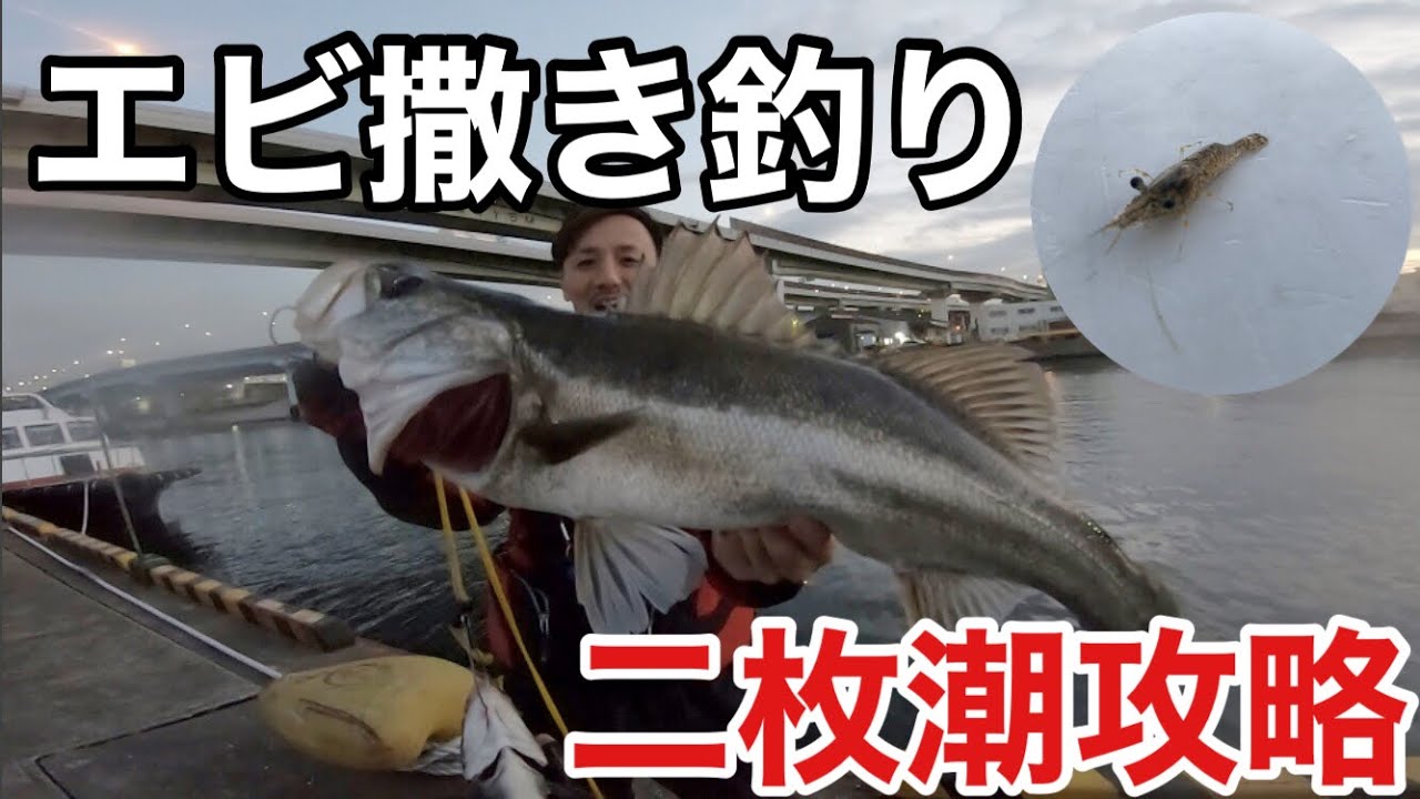 真冬のエビ撒き釣り【二枚潮攻略】チヌ スズキの釣り方