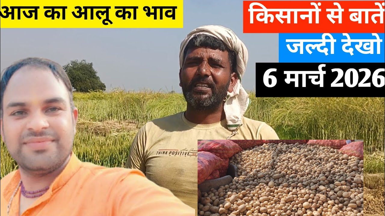 Why This Indian Mandi is Full of Potatoes आज का आलू भाव