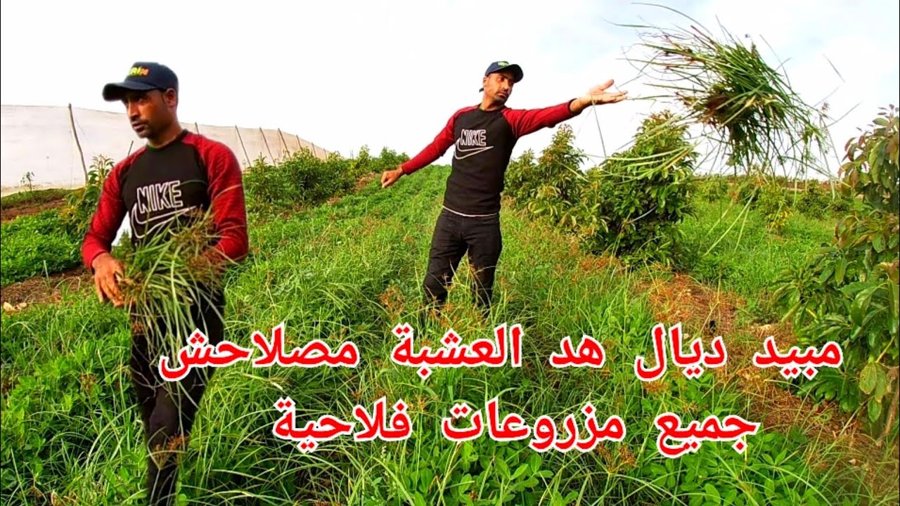 مبيد ديال هد العشبة مصلاحش جميع مزروعات فلاحية