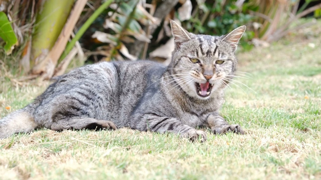 BRUIT CHAT QUI GROGNE  - GROGNEMENT