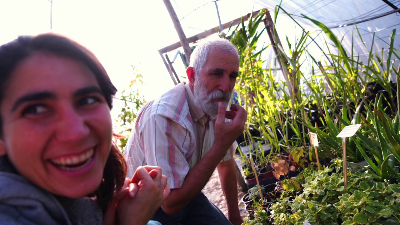 👩‍🌾 MEJORA TU VIDA conociendo USOS Y PROPIEDADES de plantas [PARTE 2]