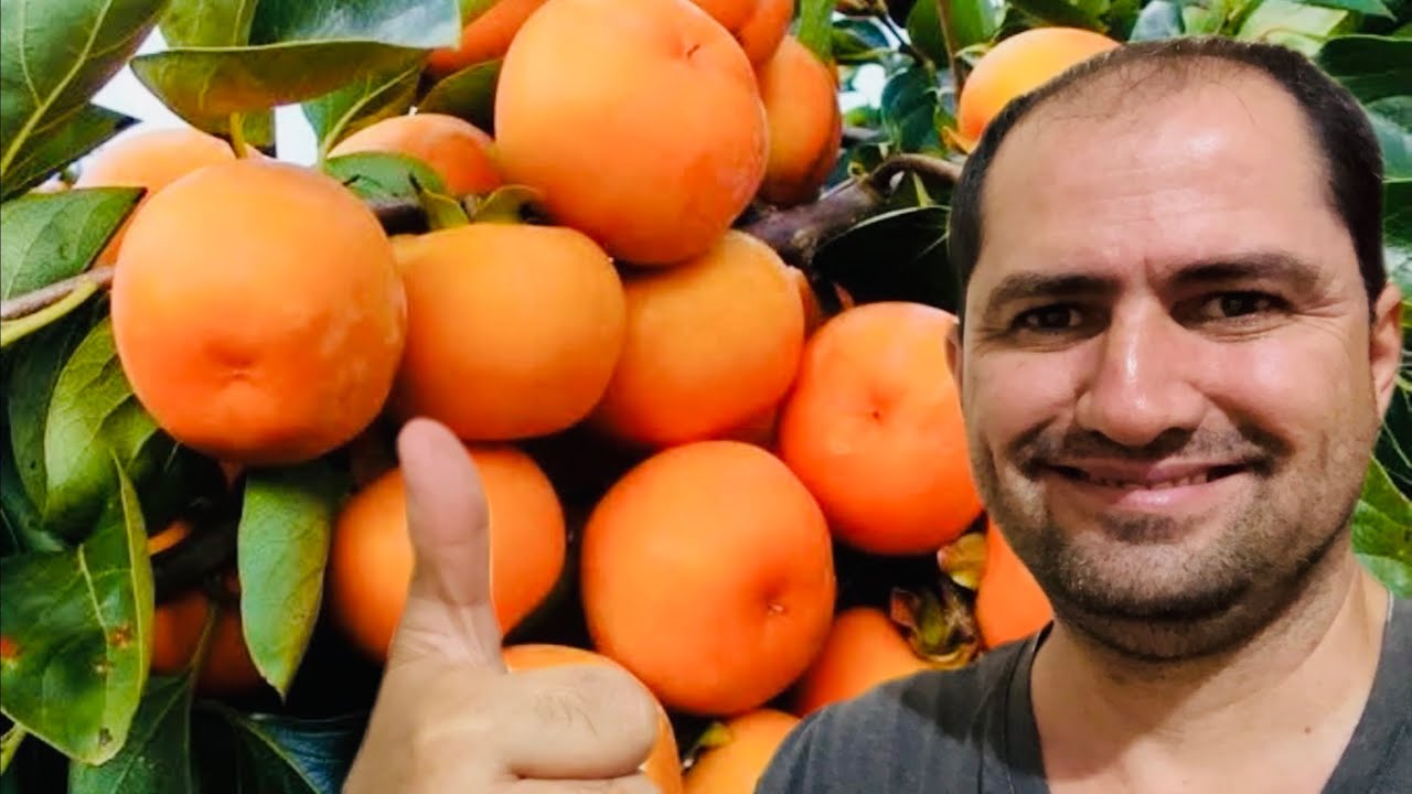 QUAL MELHOR CAQUI PARA SUA PROPRIEDADE