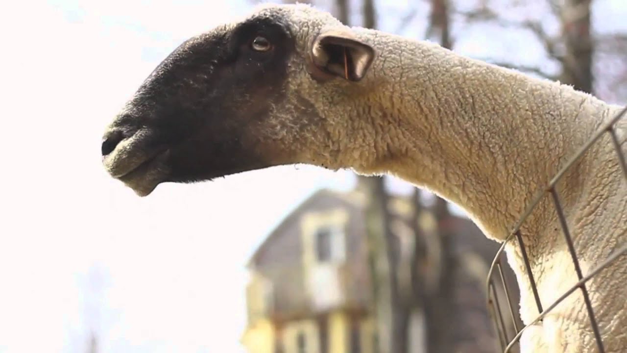 Goats Yelling Like Humans - Super Cut Compilation