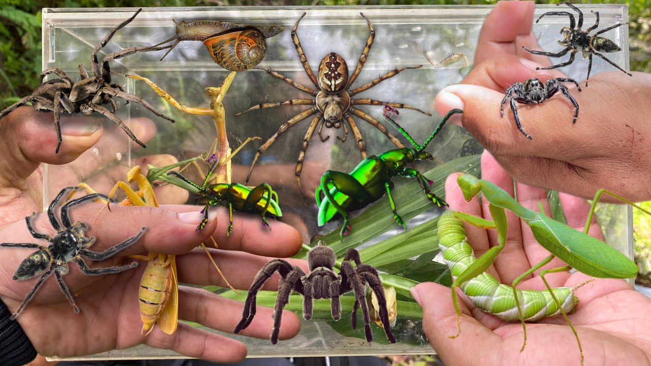 Hunting for incredible giant insects‼️black jump spider, wolf spider, asian mantis, giant worm