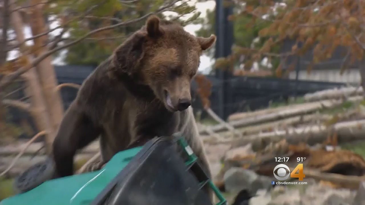 Bear-Proof Trash Cans Actually Tested On Bears