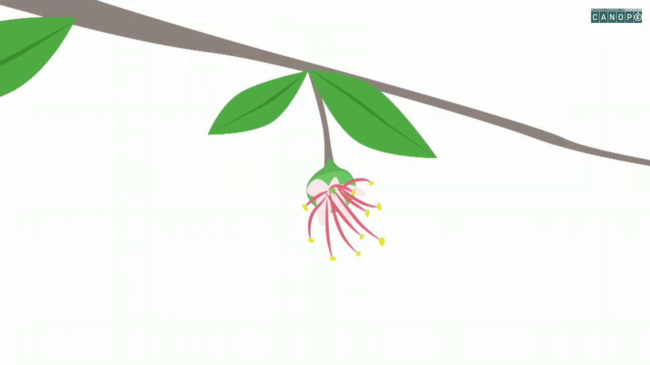 le developpement des vegetaux de la fleur au fruit du fruit a la graine