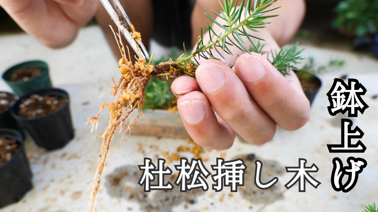 大野性杜松の新梢挿し木を鉢上げ！