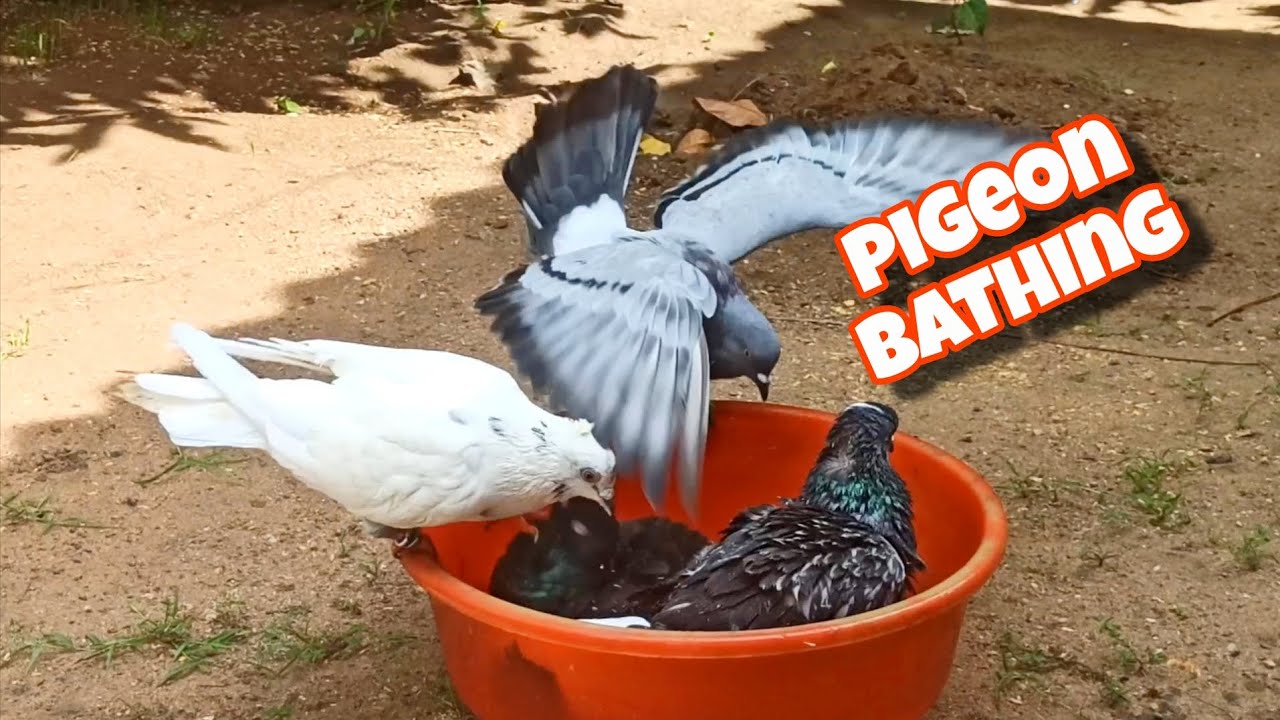 Pigeon bathing #pigeon #pigeonbathing