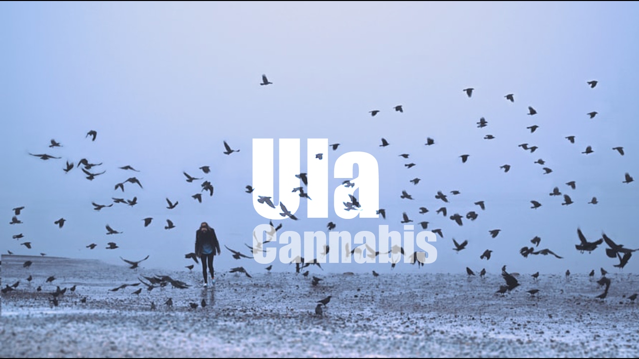 Cannabis - Ula