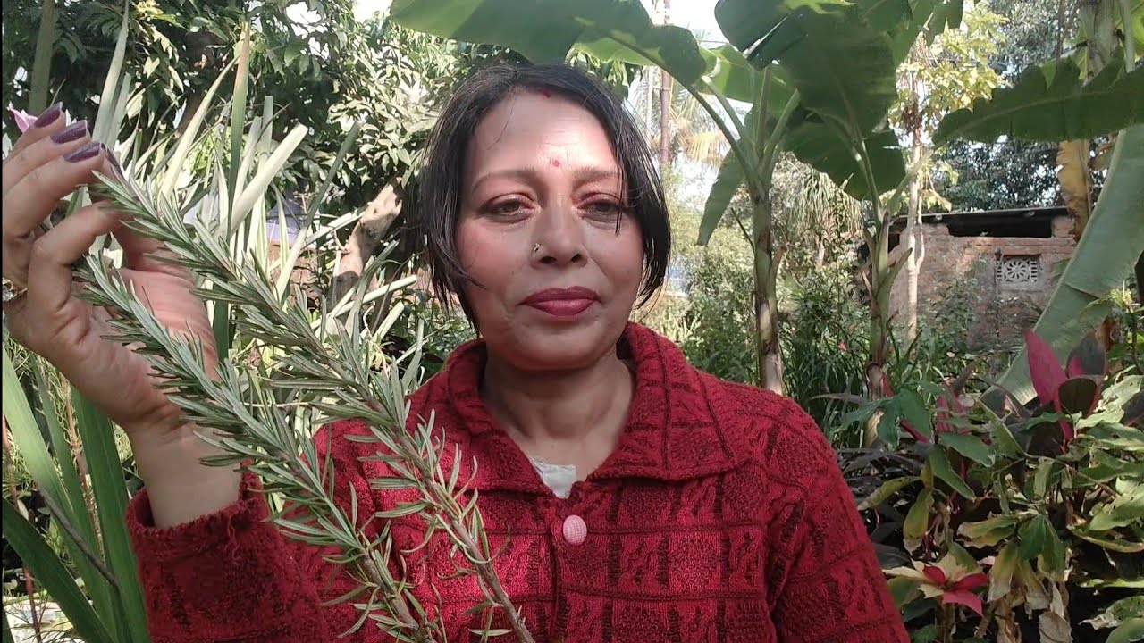 Rosemary Plant Repotting |