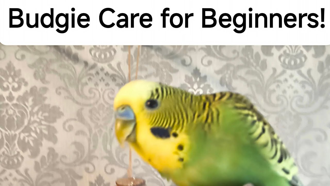 10 Things Every New Budgie Owner Must Know | Complete Beginner&rsquo;s Guide