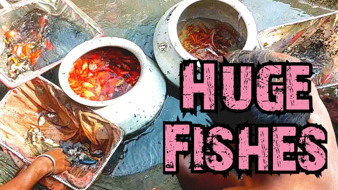 Aquarium Fish Collecting from a Pond & Shorting for Breeding