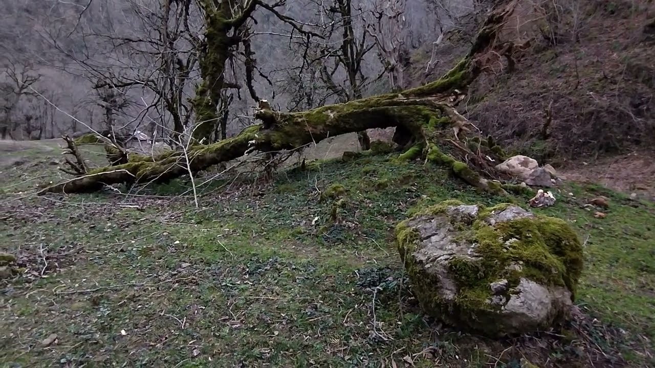 Deep Forest Solitude: Mossy Woods & Old Cabin ASMR