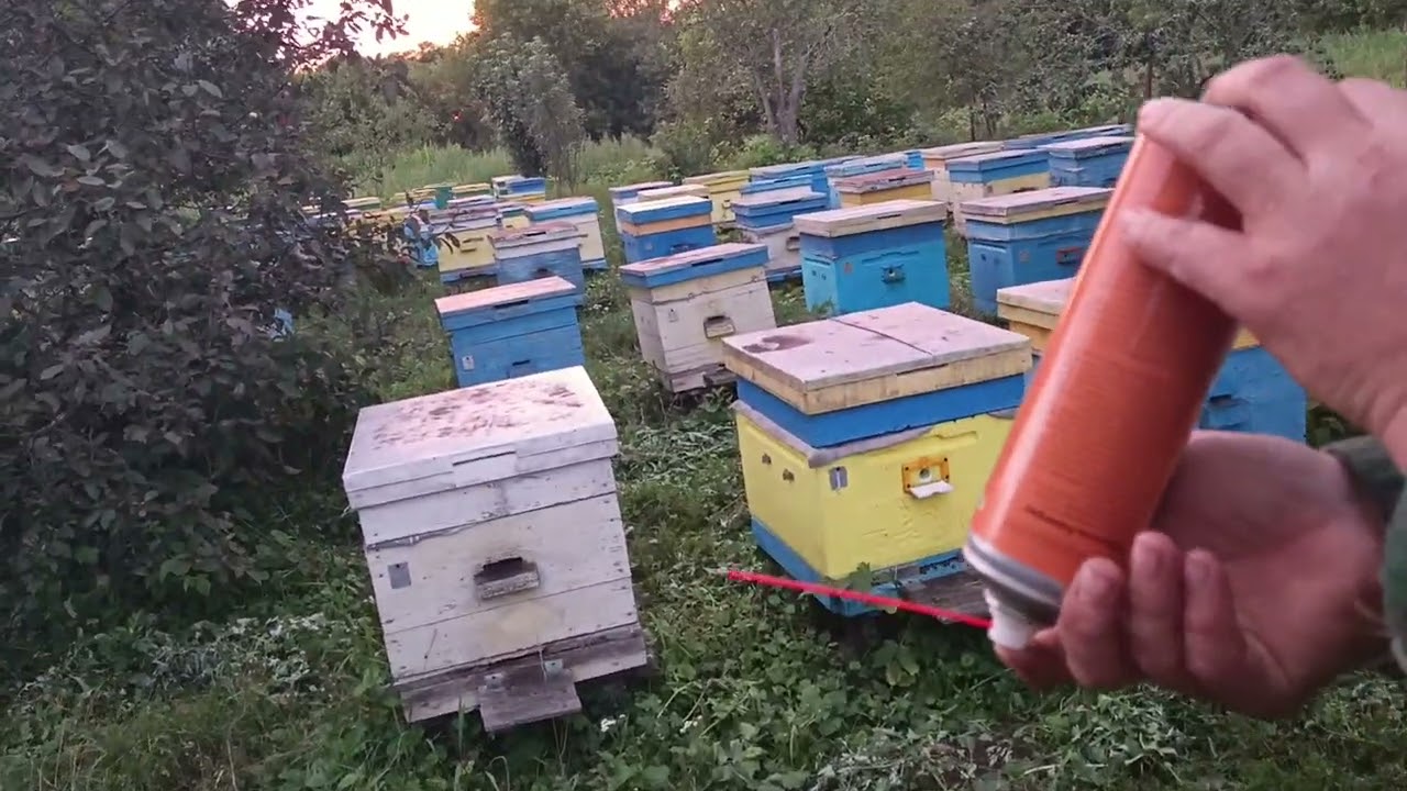 Пасека 12 августа от клеща