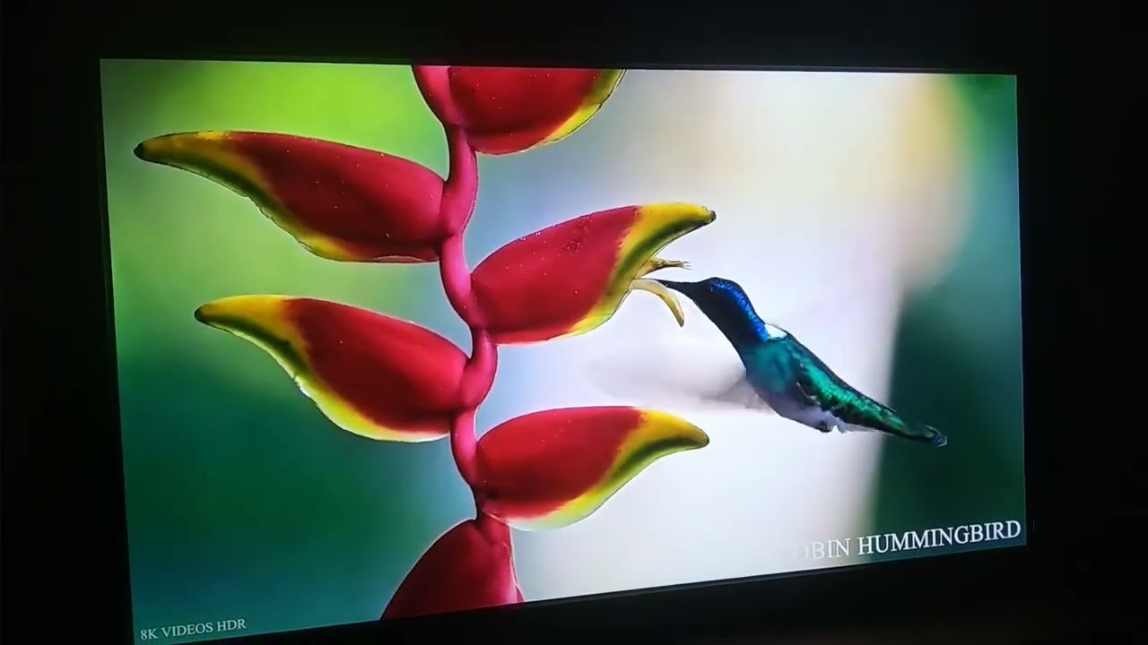 плазменный телевизор Pioneer Kuro LX6090H. потрясающий контраст во время ночного просмотра.
