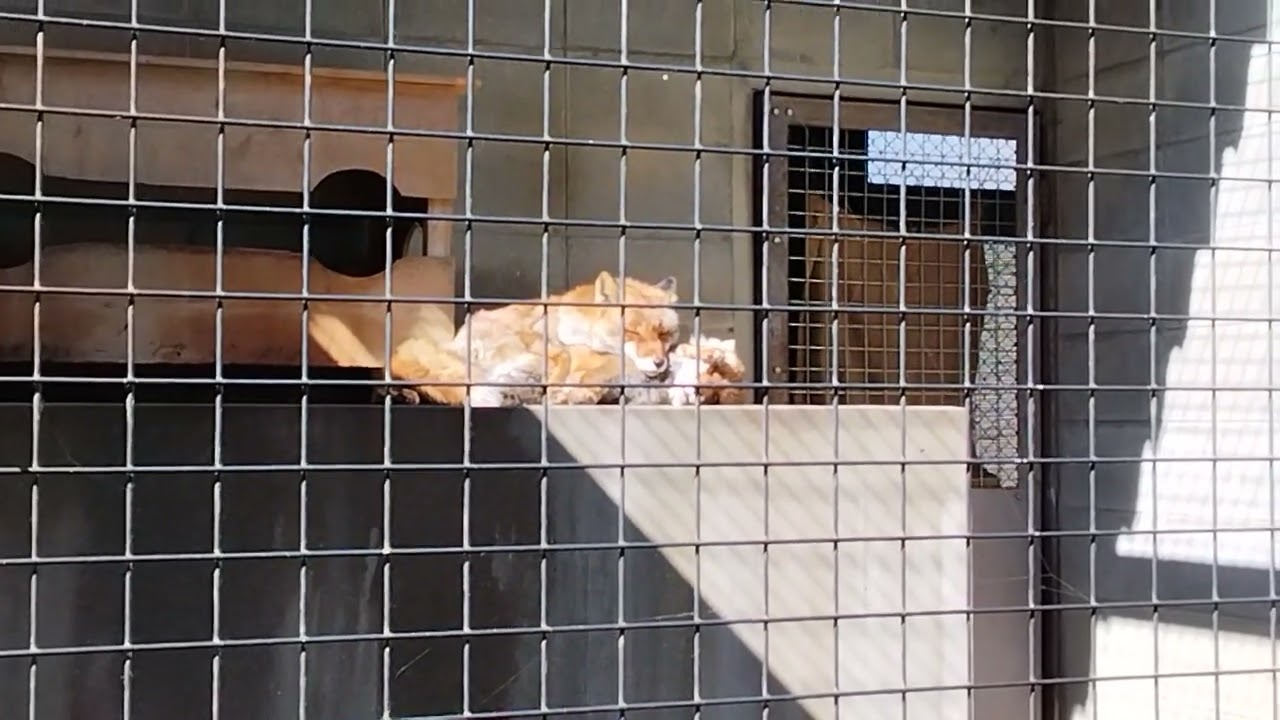 きつねを枕にするきつね