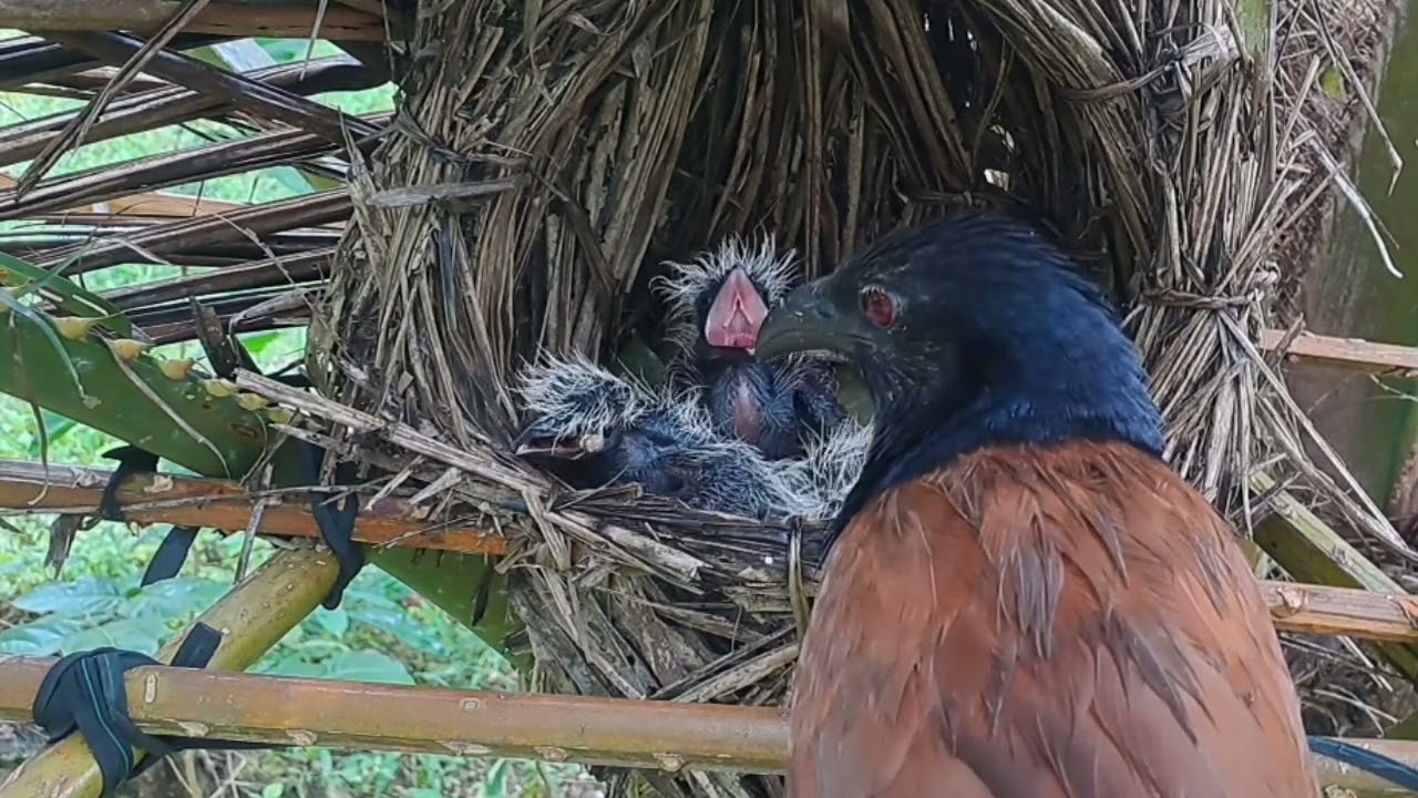 keseruan anak dan induk bubut tonton terus sampai tuntas