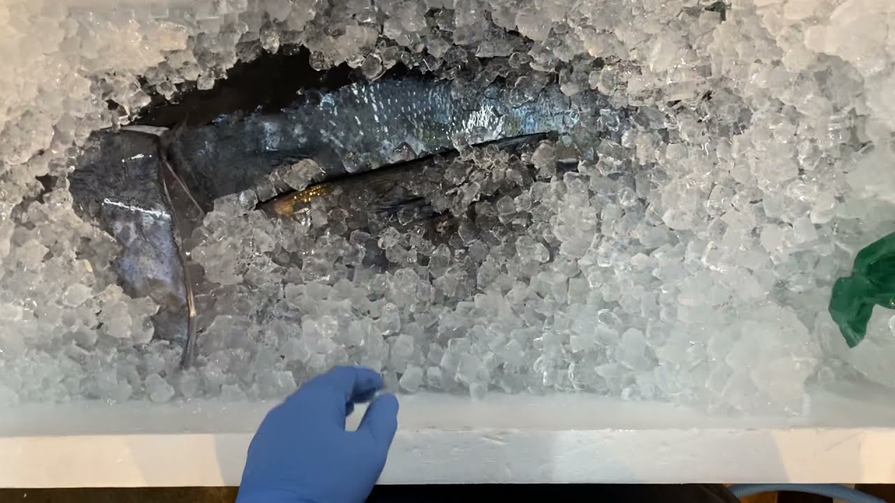 自分目線でマグロ捌いてみた！🐟🔪