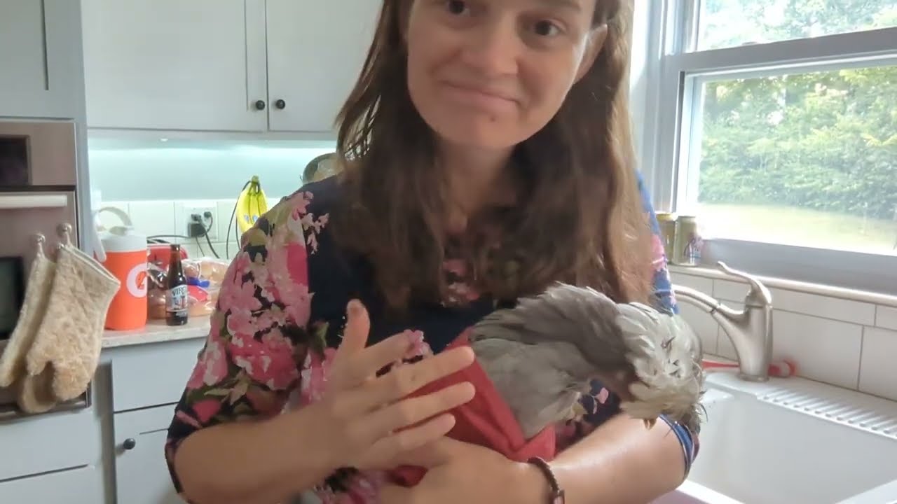 feather pecking and chicken bullying