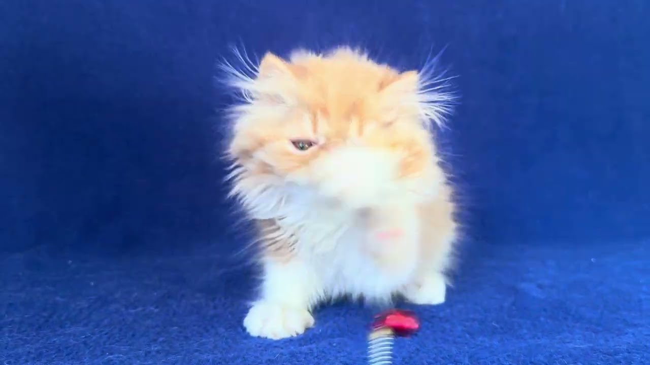 Persian Red White Male Kitten of Majestymeow Cattery!