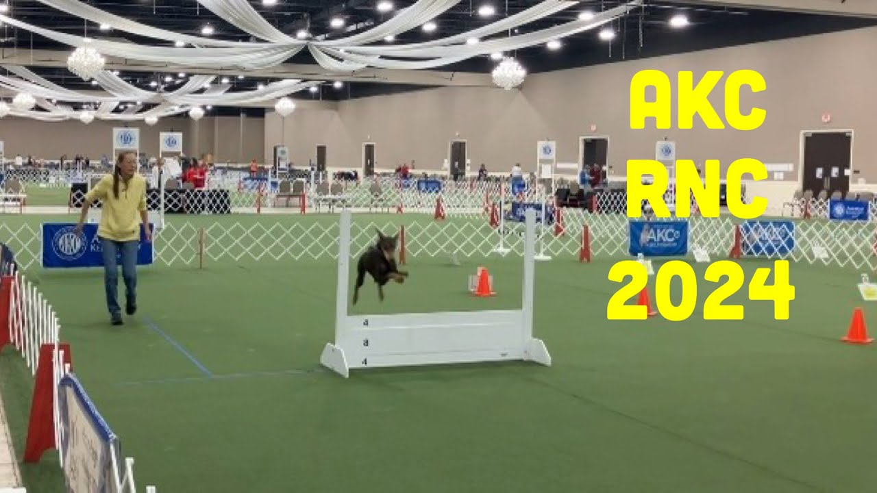 Doberman Competes at AKC Rally National Championship 2024