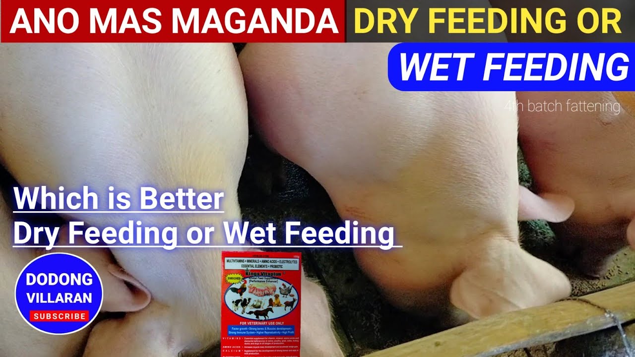 WHICH IS BETTER DRY FEEDING OR WET FEEDING / Dodong Villaran /  Vlog 192