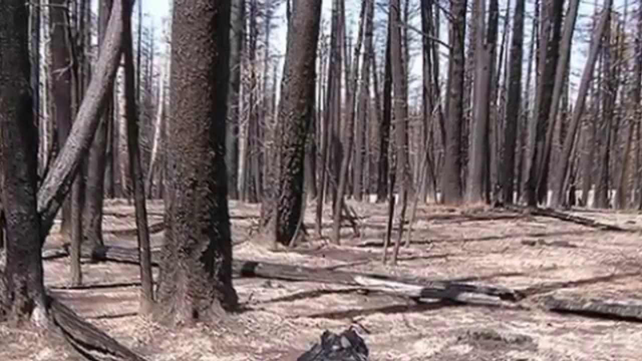 Wspomnienia o pożarze Puszczy Noteckiej z sierpnia 1992 roku