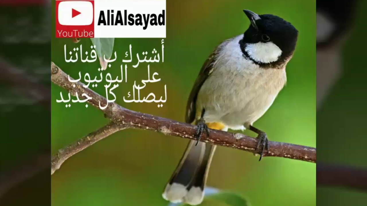 بلابل علاوي مقطع بجودة صوت عاليه لتعليم الافراخ لغات طور مندلاوي قلم حاج @ali
