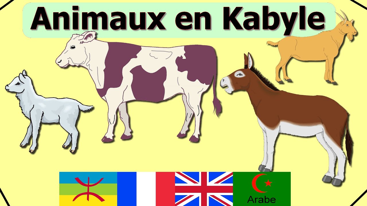 Animaux en kabyle français anglais arabe video 1
