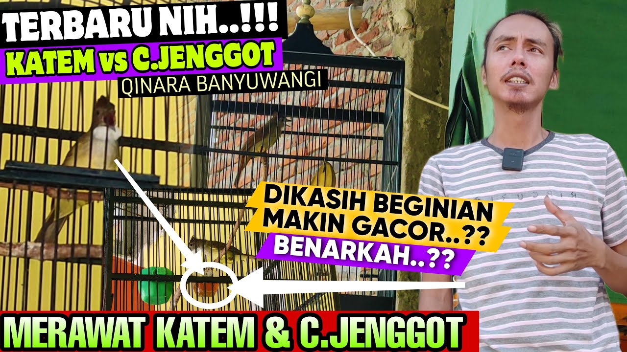 TERBARU NIH ‼️ KAPAS TEMBAK DAN CUCAK JENGGOT TERNYATA DIKASIH INI BIKIN GACOR, BENARKAH..?