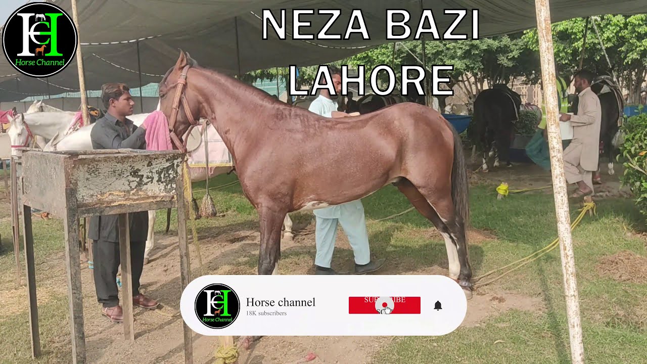 Horse ♦ horse breed ♦ equestrian ♦ horse race ♦ Arabian horse ♦ Village Fairs ♦ Tent Pegging