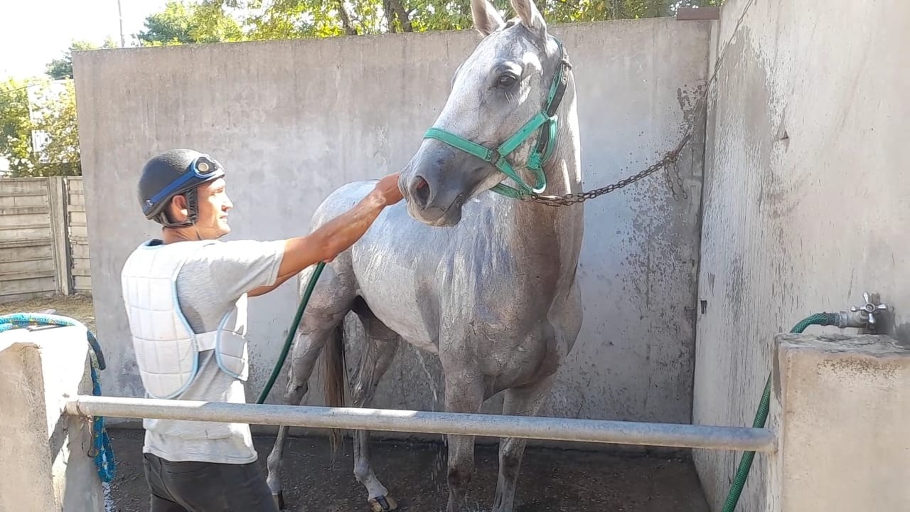 Pasión por los caballos 2. 