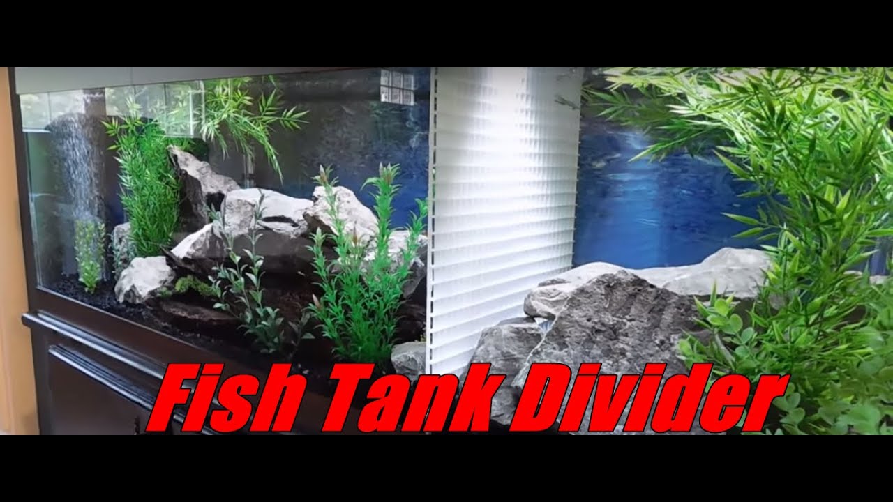 DIY Aquarium Divider in Cichlid Fish Tank