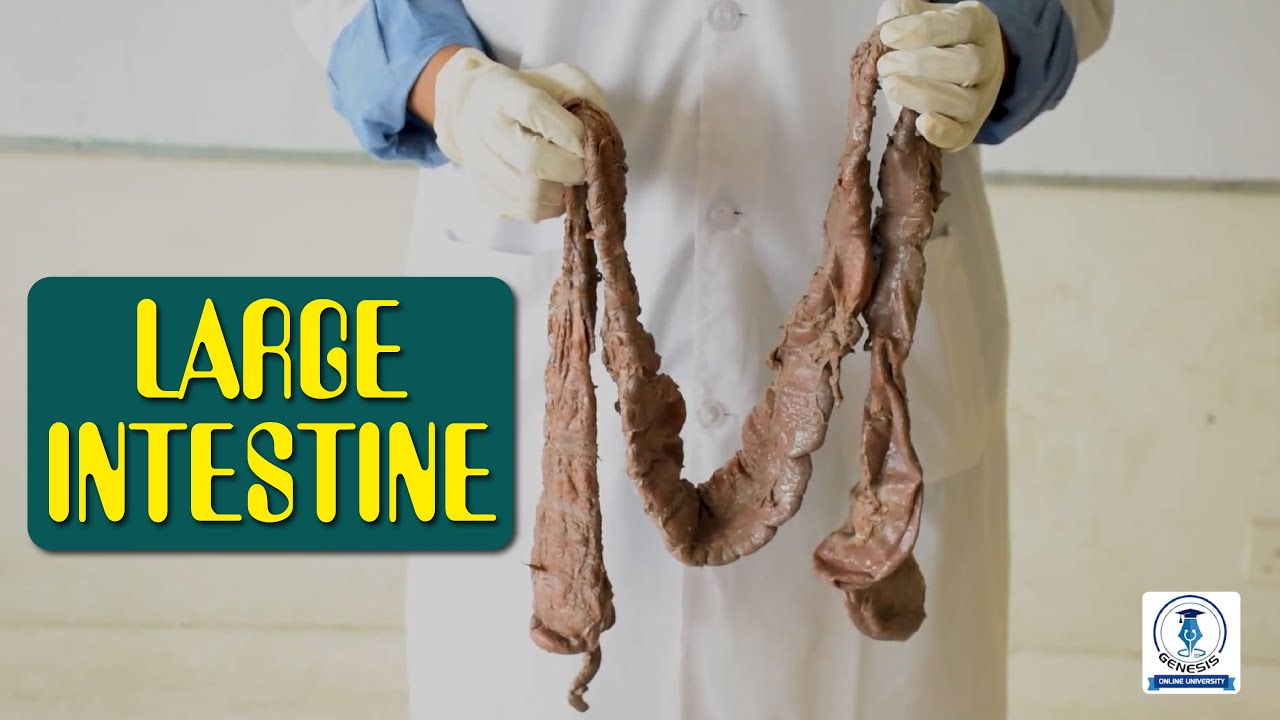 LARGE INTESTINE ||  ANATOMY       MD. IMRUN NUR RISHAD