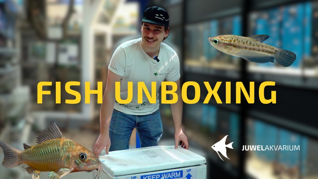Fish unboxing - vzácný pancéřníčci a další ryby