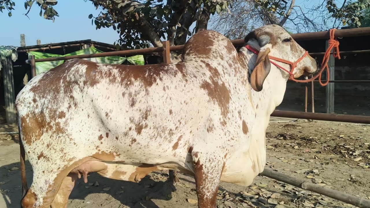 s pandey chausa buxar Bihar se nya video 