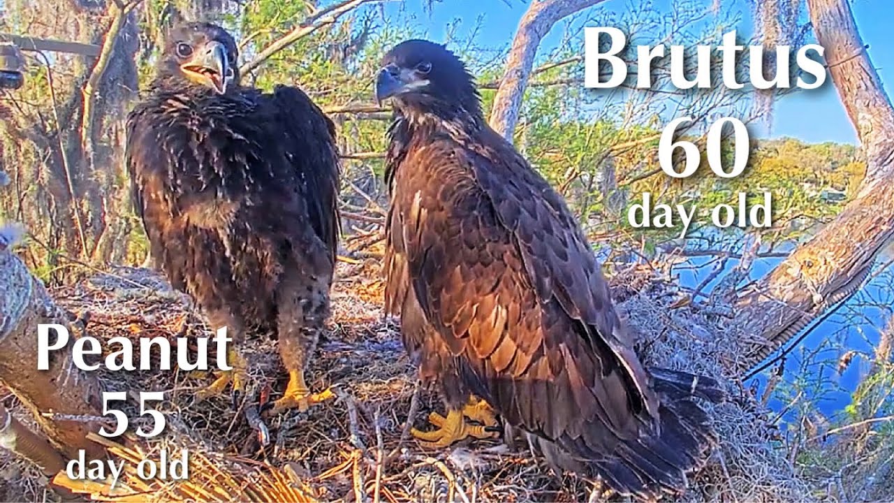 #406🦅Brutus🐥60&deg; & Peanut🐥55&deg;／Winter Park Eagle Nest 2026／Against All Odds:One-Eyed Mom／Wink💗Atlas