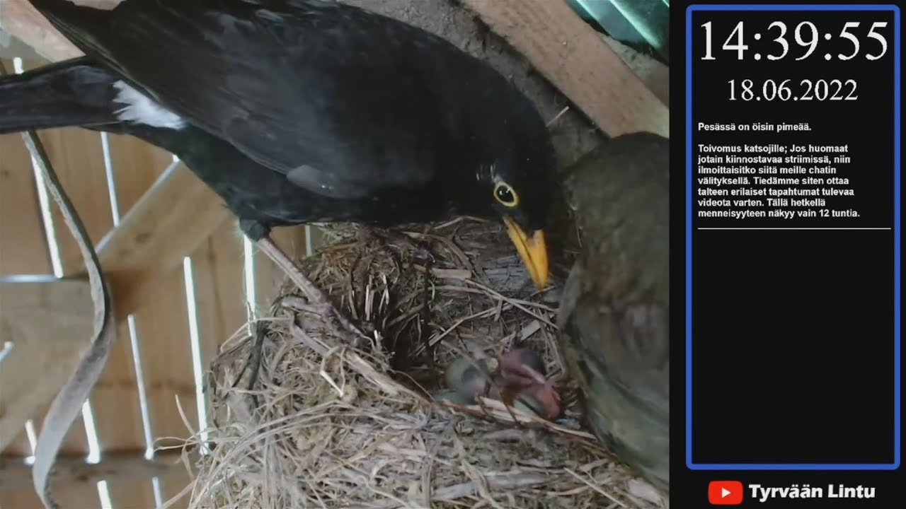 Mustarastaan (Turdus merula) pesintä. Ei tavallinen pari. Koiras leukastinen , naaras nokkavikainen.