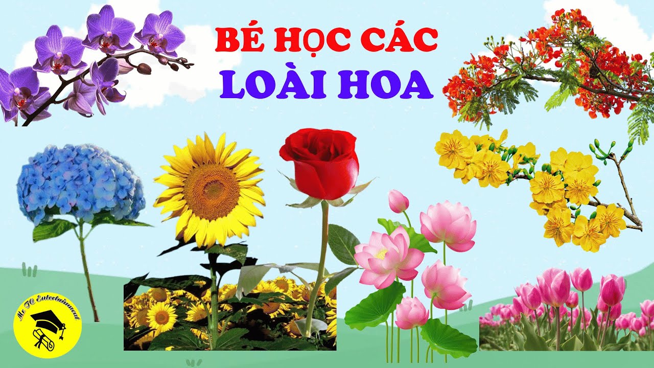 B&eacute; học c&aacute;c LO&Agrave;I HOA 🌹🌷🌻 🔴 B&eacute; học tiếng Anh c&aacute;c LO&Agrave;I HOA 🔴 #flowers #rose #orchid
