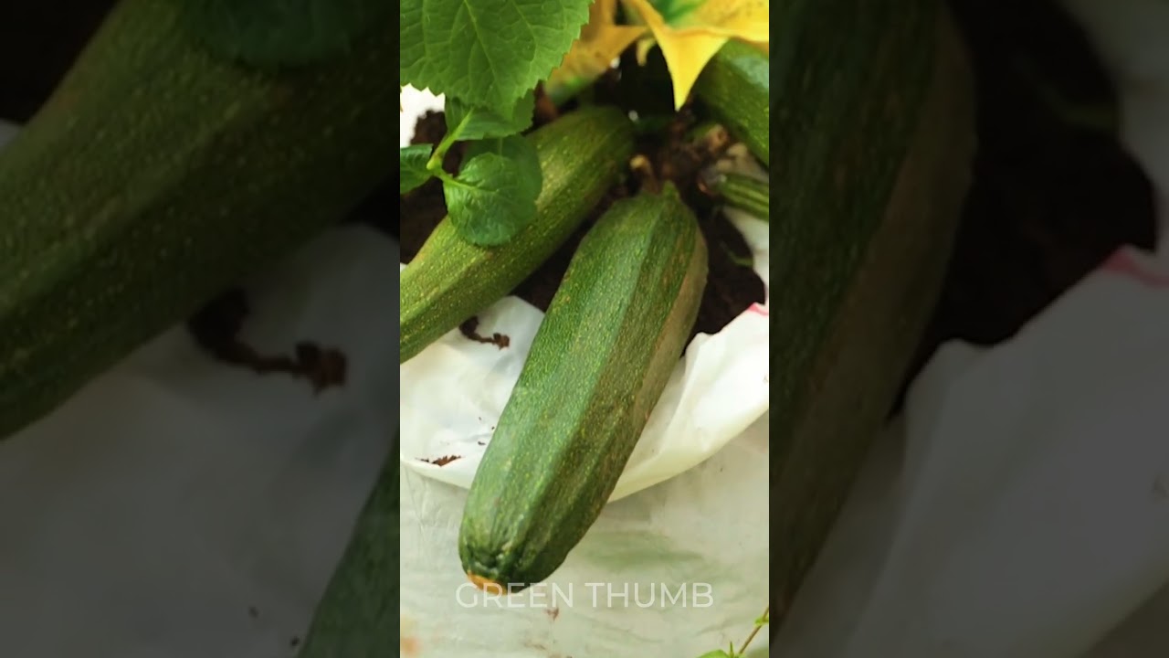 Composting Conundrums: Turning Kitchen Scraps into Garden Gold