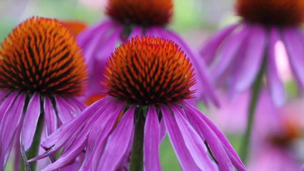 Ekinezya Nedir? Faydaları Nelerdir? (Echinacea)