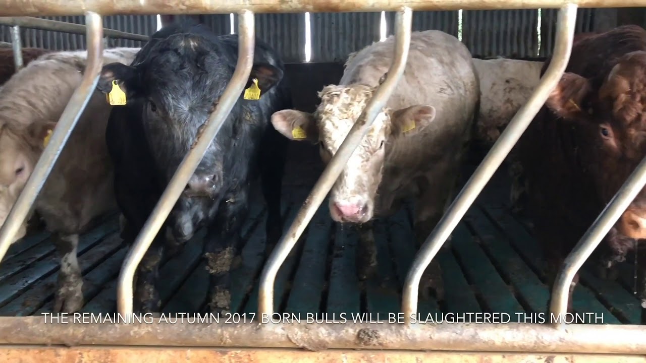 BETTER Farm update: Martin O’Hare