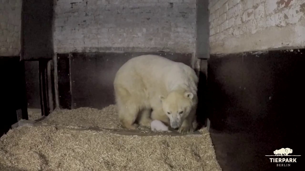 Eisbärchen steht das erste Mal - Little polar bear cub standing for the first time