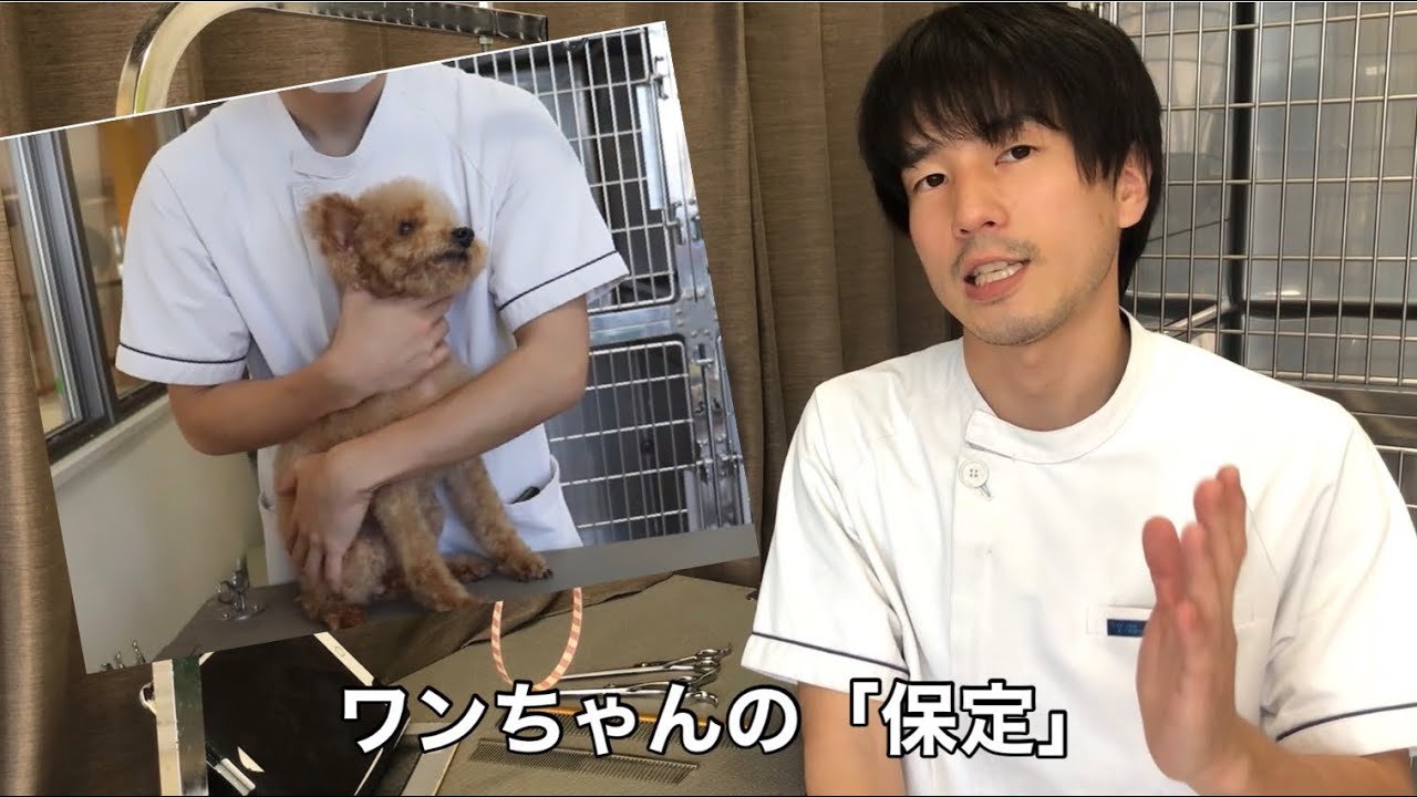 保定の方法を教えます【簡易版】［兵庫ペット医療センター 尼崎本院］Happy dog glooming