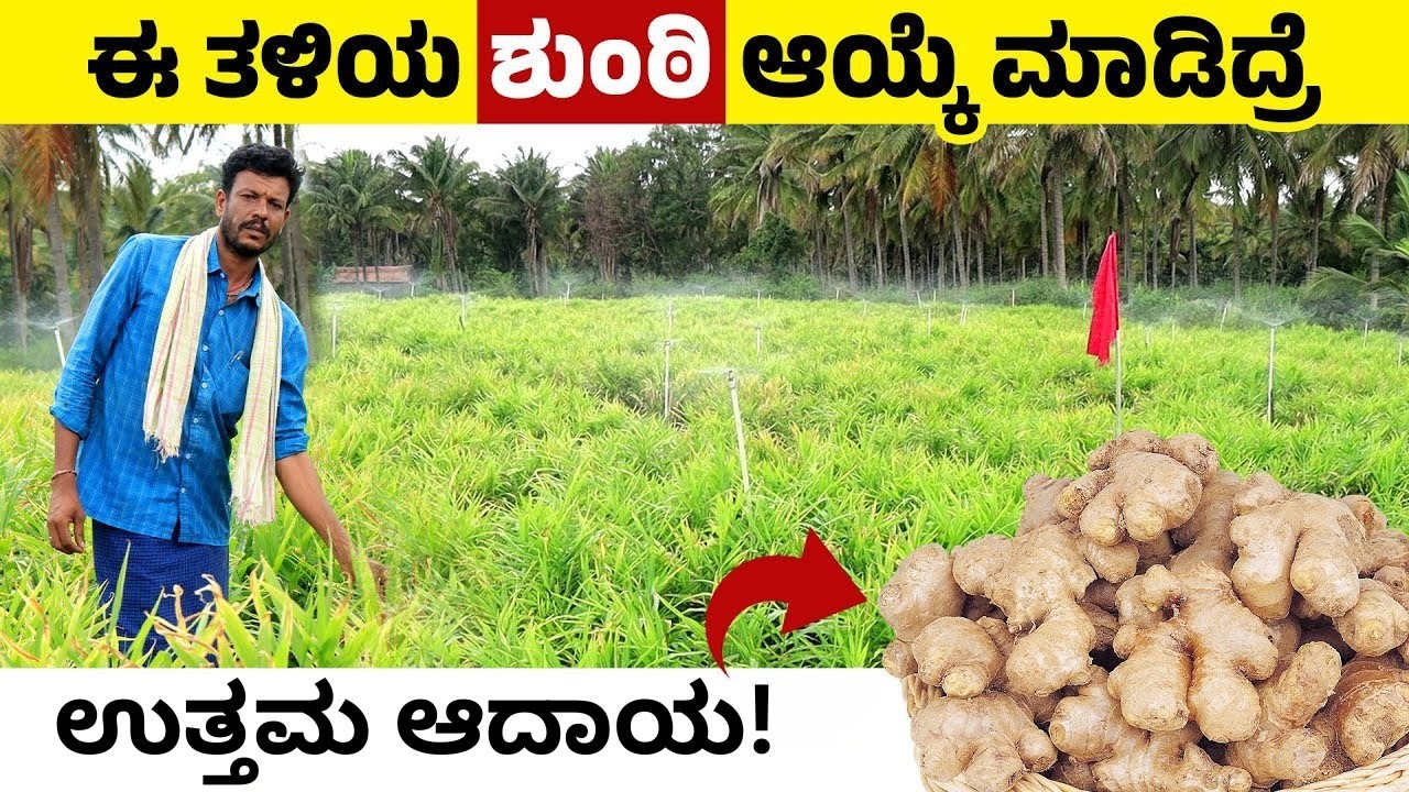 ಶುಂಠಿ ಕೃಷಿಯಲ್ಲಿಈ ತಳಿ ಆಯ್ಕೆ ಮಾಡ್ಕೊಂಡ್ರೆ ಬಂಪರ್ ಆದಾಯ | ಶುಂಠಿ ಬೆಳೆಯುವ ವಿಧಾನ | Ginger Cultivation Kannada
