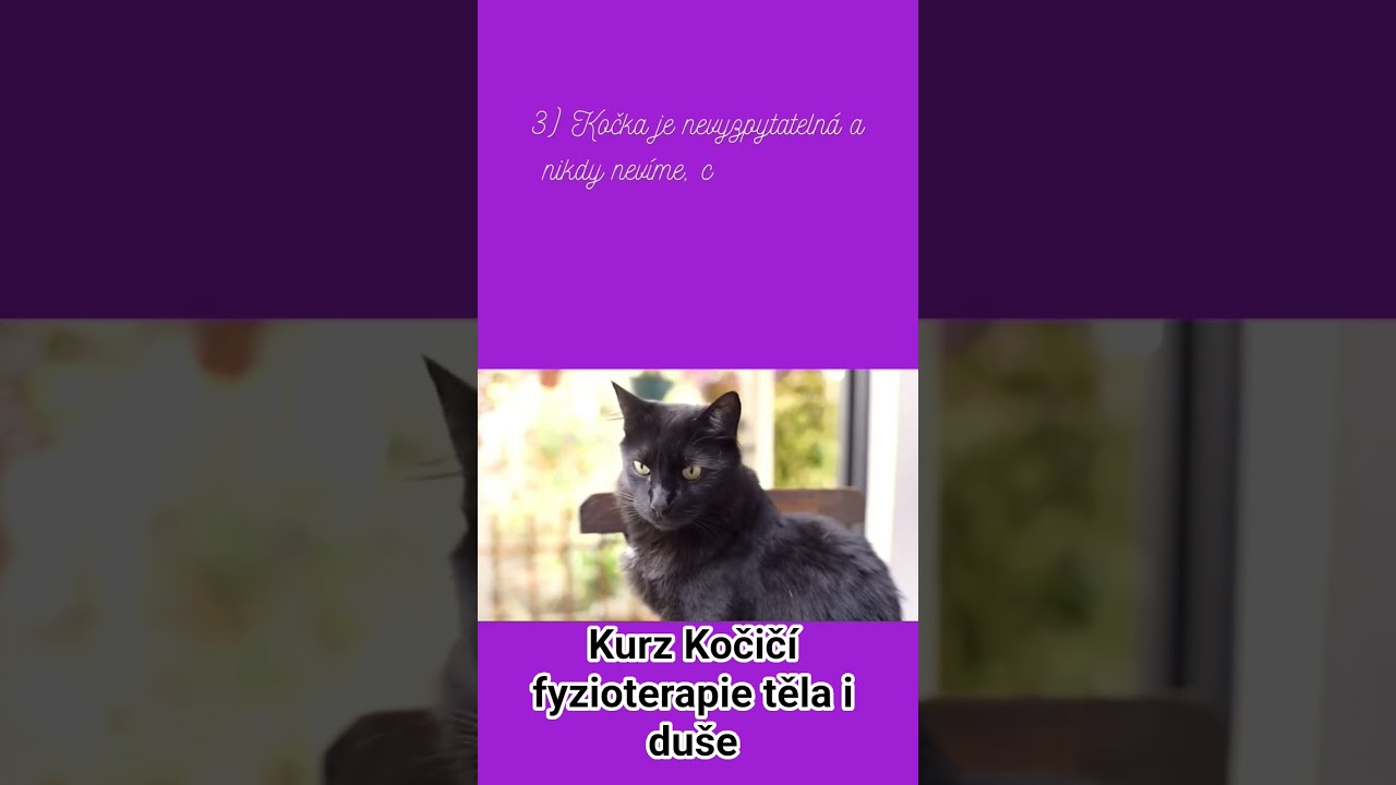 Nejčastěj&scaron;&iacute; m&yacute;ty o kočk&aacute;ch #cat #kočka #kočky #luckyrehab #onlinekurz #fyzio #follow