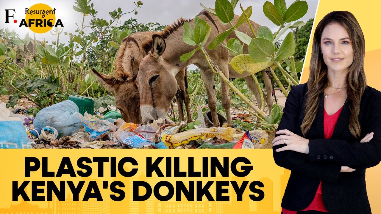 Kenya: Plastic is Killing Donkey on Island of Lamu, Scientists Raise Alarm | Firstpost Africa