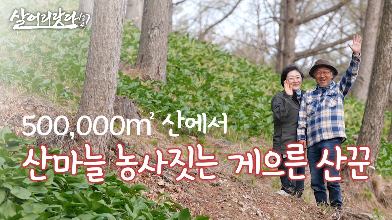 (경남 거창) '게으른'? 산꾼의 500,000 ㎡ 산마늘 농사기!! ktv, korea tv, wild garlic, wild greens (시즌4)