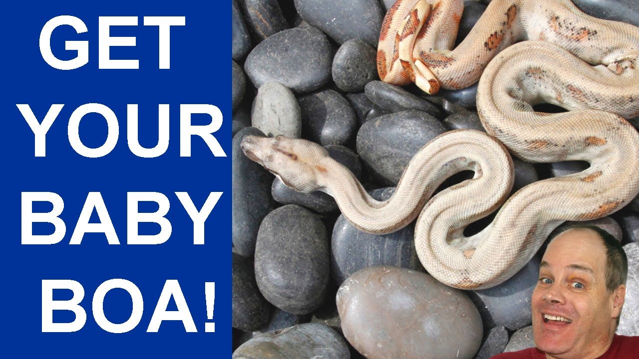 2025 Baby Boas Available Now!