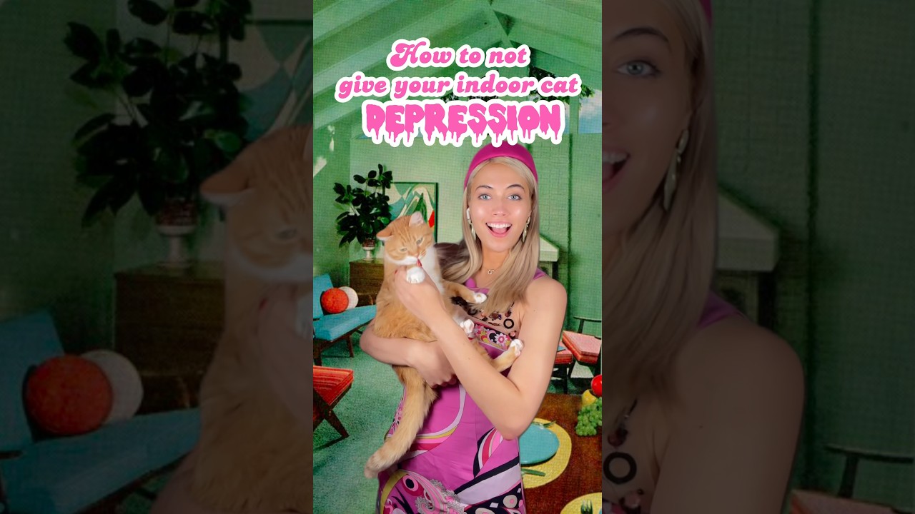 How to keep your cat happy! 🐈 #cat #catlover #cathacks #angemariano #catfurniture #cats #pets